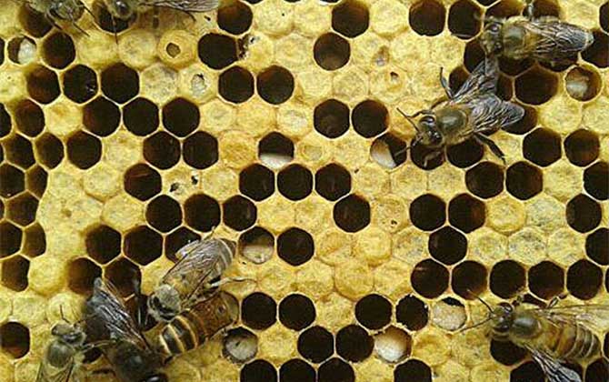 巧治中蜂中囊病及注意事項 中囊病