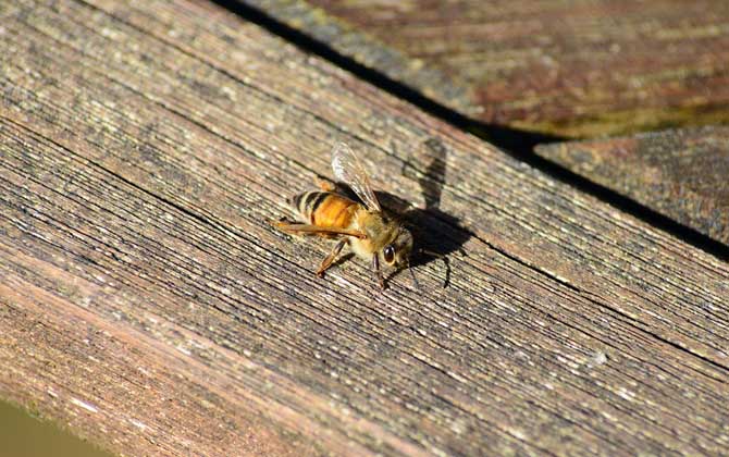 甲酸治蜂螨的用法及注意事項 蜂螨