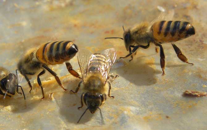 甲酸治蜂螨的用法及注意事項 蜂螨