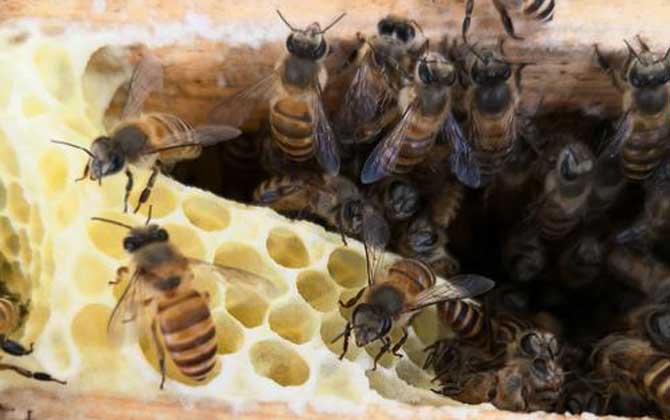 蜜蜂常見病和常用藥有哪些? 黑蜂病