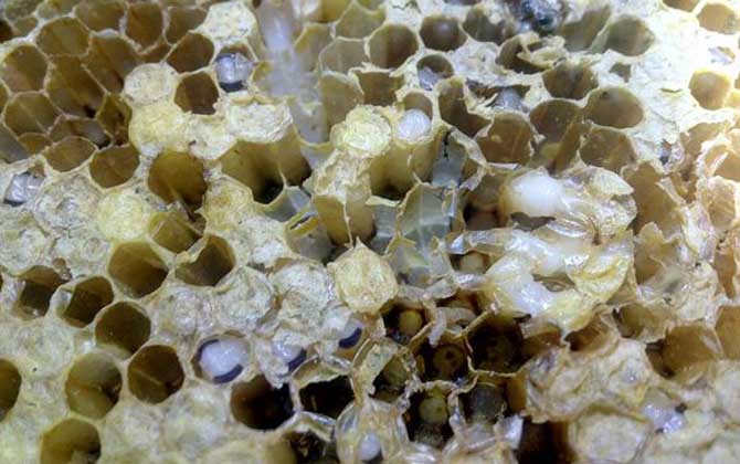 蜜蜂病蟲害預防與治療技術 巢蟲