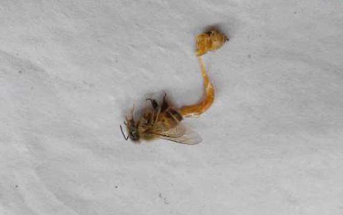 蜜蜂八種病蟲害圖片及防治 孢子蟲病