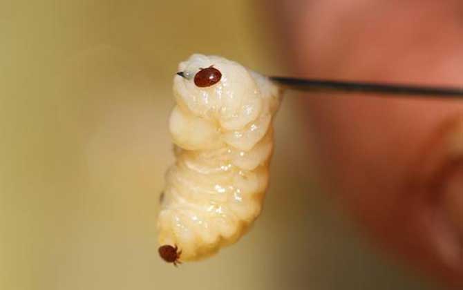 蜜蜂八種病蟲害圖片及防治 蜂螨