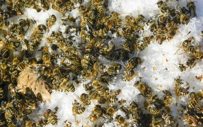 春繁爬蜂病怎么治療? 爬蜂病