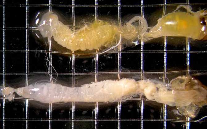 怎樣快速治療爬蜂病? 蜜蜂孢子蟲病