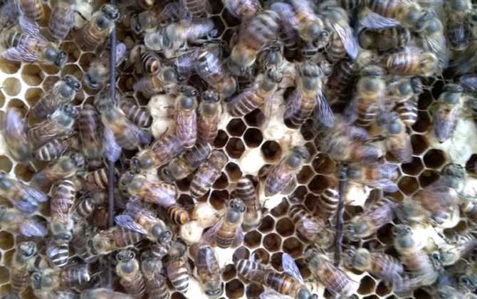 爛子病的特效藥有哪些? 蜂群管理