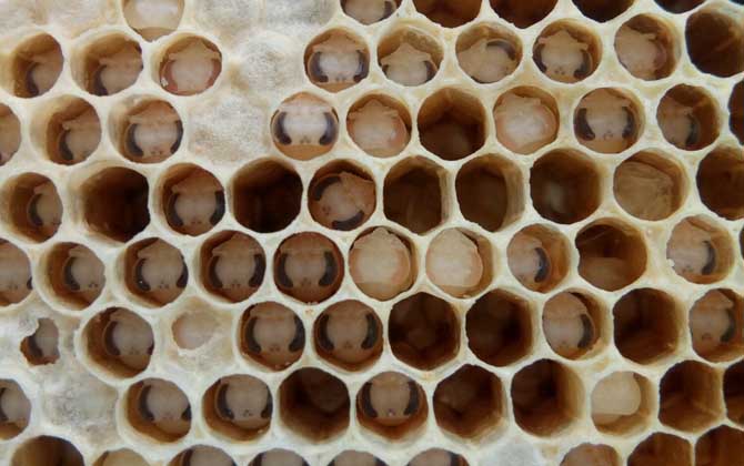 中華蜜蜂有哪常見病蟲害? 死蛹病