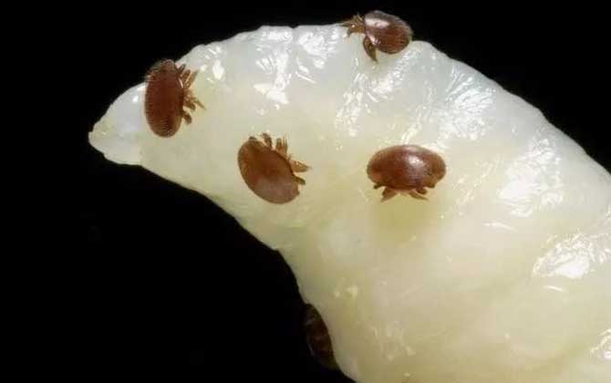 蜜蜂大量死亡怎么治療? 蜂螨