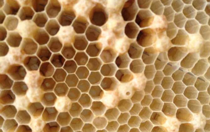 蜜蜂是怎么發育成的?三型蜂的發育大不相同,尤以蜂王最為特殊! 蜜蜂