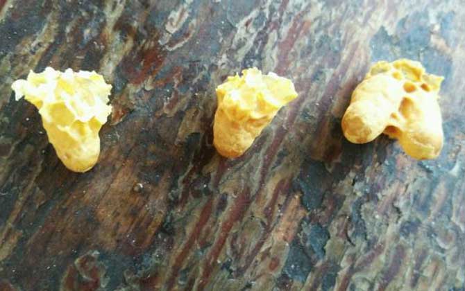 蜜蜂是怎么發育成的?三型蜂的發育大不相同,尤以蜂王最為特殊! 蜜蜂