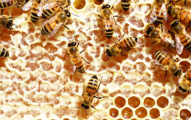 蜂群不但分工明確,甚至食物都不同,“等級森嚴”令人大開眼界! 工蜂