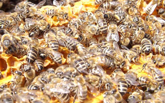 了解蜜蜂的生活習(xí)性,是養(yǎng)好蜂的前提,否則終究是“霧里看花”! 蜜蜂