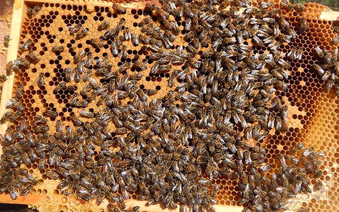 了解蜜蜂的生活習(xí)性,是養(yǎng)好蜂的前提,否則終究是“霧里看花”! 蜜蜂