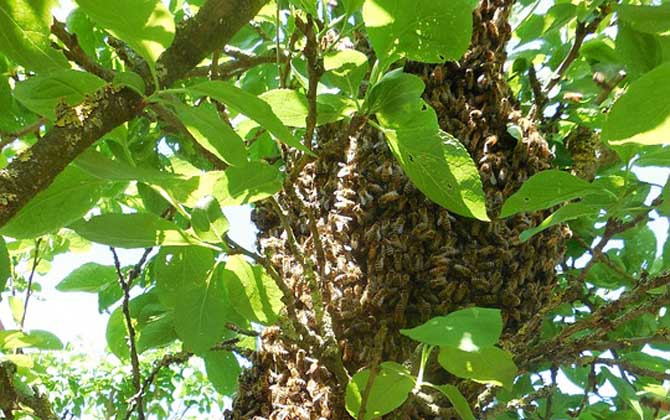 了解蜜蜂的生活習(xí)性,是養(yǎng)好蜂的前提,否則終究是“霧里看花”! 蜜蜂