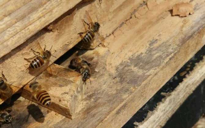 養(yǎng)蜂不僅要技術(shù),還要養(yǎng)蜂工具,這些工具可使蜜蜂養(yǎng)殖事半功倍! 蜂箱