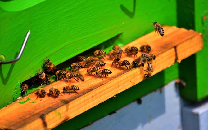 養(yǎng)蜂雖然能發(fā)家致富,但不是所有人都能養(yǎng),除非你具備這些條件! 蜜蜂養(yǎng)殖