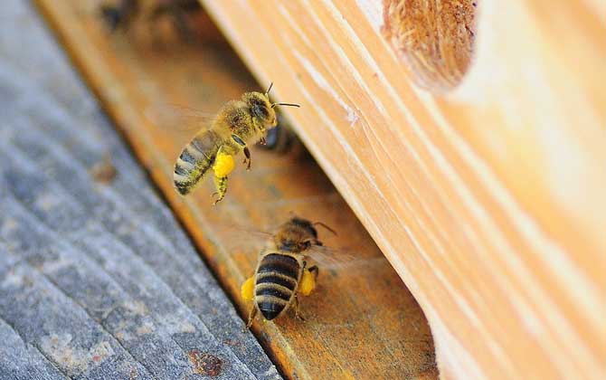 養(yǎng)蜂雖然能發(fā)家致富,但不是所有人都能養(yǎng),除非你具備這些條件! 蜜蜂養(yǎng)殖