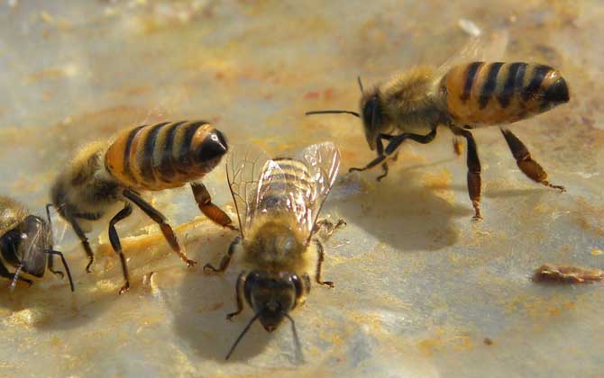 養(yǎng)蜂雖然能發(fā)家致富,但不是所有人都能養(yǎng),除非你具備這些條件! 蜜蜂養(yǎng)殖