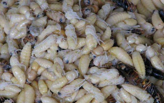 養(yǎng)蜂不僅僅只有蜂蜜,還有它們,有些蜂產(chǎn)品甚至比黃金還金貴! 蜂蛹