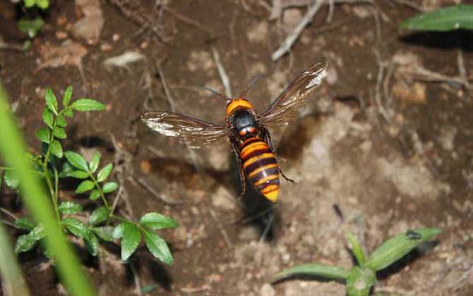 十大毒蜂王排行榜,每一種都是致命的,遇到它們盡量繞道而行! 日本大黃蜂