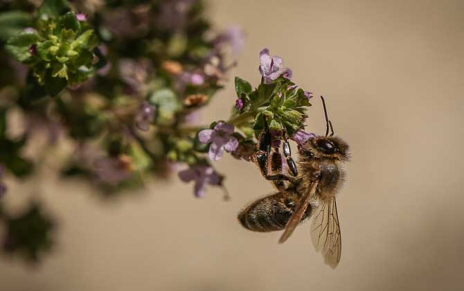 十大毒蜂王排行榜,每一種都是致命的,遇到它們盡量繞道而行! 殺人蜂