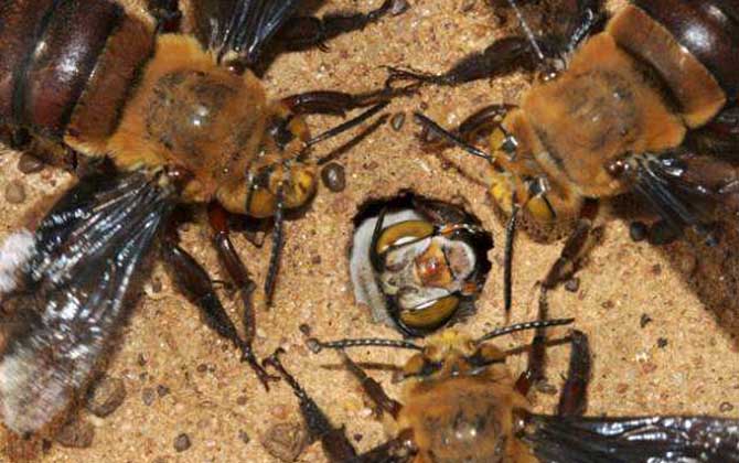 十大毒蜂王排行榜,每一種都是致命的,遇到它們盡量繞道而行! 道森蜜蜂