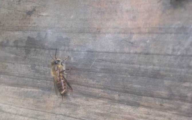 想養蜂卻苦于沒有蜂種,像這樣做個誘蜂箱,輕松將它們誘捕回來! 誘捕野生蜜蜂