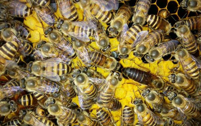 分蜂不一定要兩只蜂王,用這個辦法,只有一只蜂王也能人工分蜂! 人工分蜂