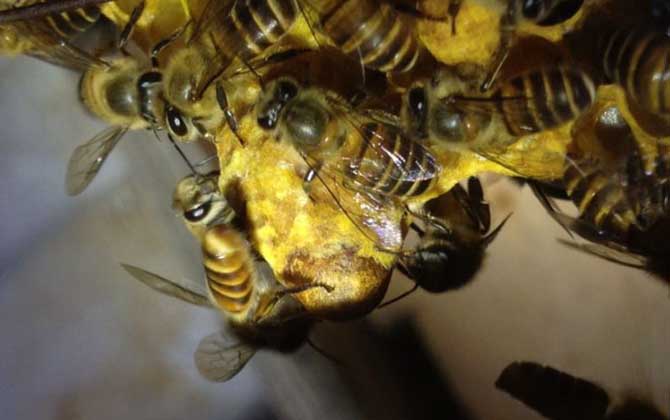 分蜂不一定要兩只蜂王,用這個辦法,只有一只蜂王也能人工分蜂! 人工分蜂