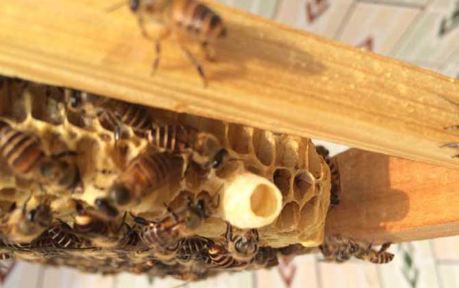 蜜蜂什么時候分蜂?蜂群的這些行為,已經告訴你了大致分蜂時間! 分蜂