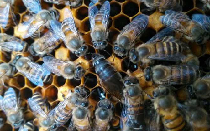 蜜蜂什么時候分蜂?蜂群的這些行為,已經告訴你了大致分蜂時間! 分蜂