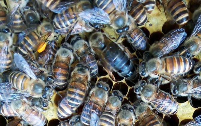 蜜蜂怎么養(yǎng)繁殖才快?搞好這5個(gè)“必須”,蜂群繁殖得不要太快! 蜜蜂怎么養(yǎng)