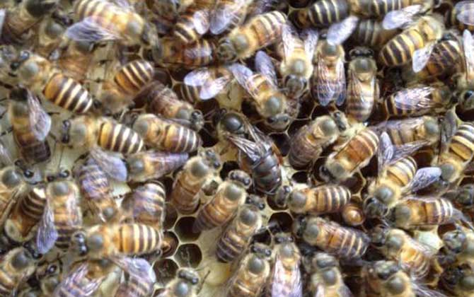 蜜蜂怎樣才能安全越冬?只需做到這幾點(diǎn),輕松確保蜂群順利越冬! 蜜蜂越冬