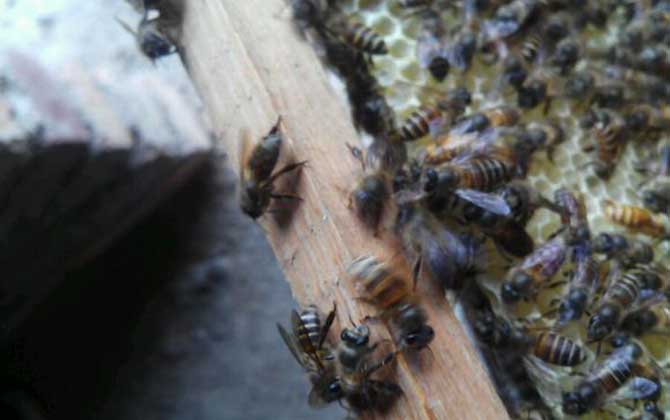 蜜蜂怎樣才能安全越冬?只需做到這幾點(diǎn),輕松確保蜂群順利越冬! 蜜蜂越冬