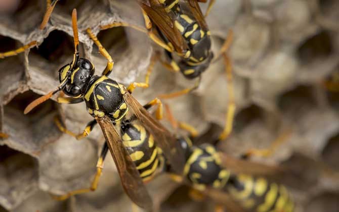 怎樣捅馬蜂窩最安全?不妨試試這4種方法,輕松就能搞定馬蜂窩! 馬蜂窩