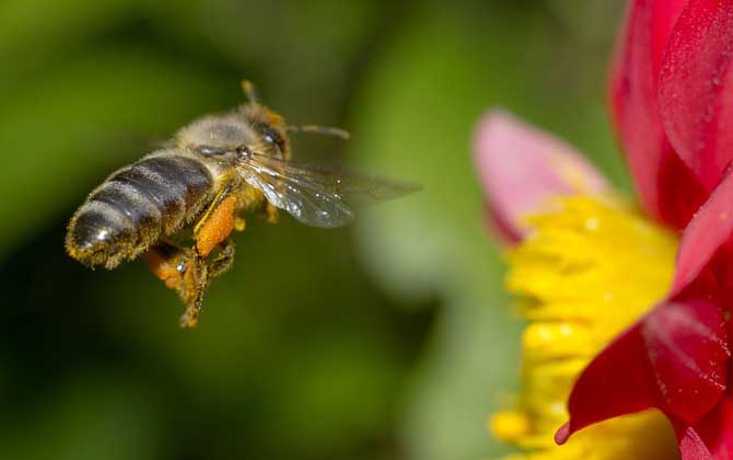 工蜂能變成蜂王嗎?的確有機會,但條件非常苛刻且一生只有一次! 工蜂