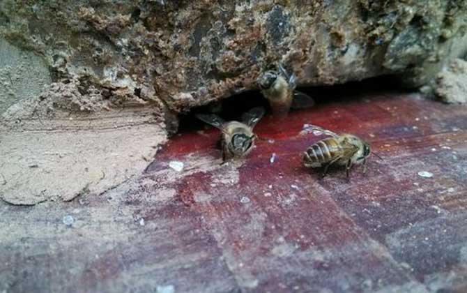 蜜蜂飛逃有什么征兆?有這些表現(xiàn),蜂群可能已經(jīng)準(zhǔn)備“逃跑”了! 蜜蜂飛逃