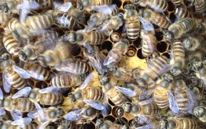 蜜蜂飛逃有什么征兆?有這些表現(xiàn),蜂群可能已經(jīng)準(zhǔn)備“逃跑”了! 蜜蜂飛逃