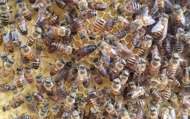 蜂王不產卵是什么原因?真相無非這幾個,搞清楚才能“對癥下藥”! 蜂王