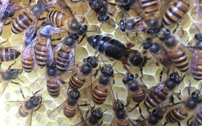 蜂王不產卵是什么原因?真相無非這幾個,搞清楚才能“對癥下藥”! 蜂王