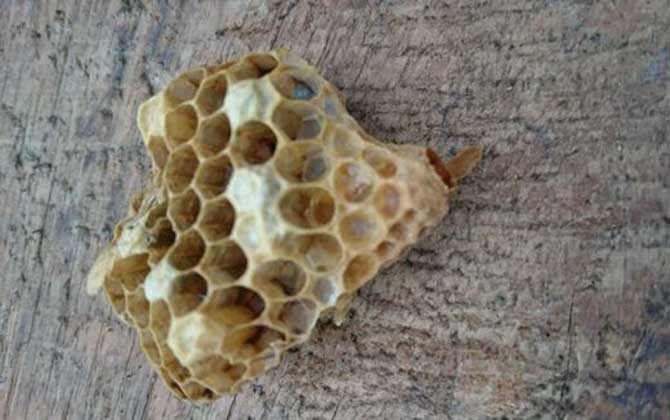 春季起王臺怎么處理?毀臺只能“治標”,像這樣做才能“治本”! 王臺