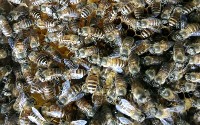 蜜蜂什么時候繁殖快?搞清楚這4個條件,基本上都可以判斷出來! 蜜蜂