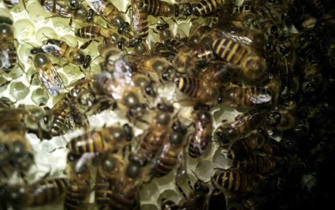 蜜蜂什么時候繁殖快?搞清楚這4個條件,基本上都可以判斷出來! 蜜蜂