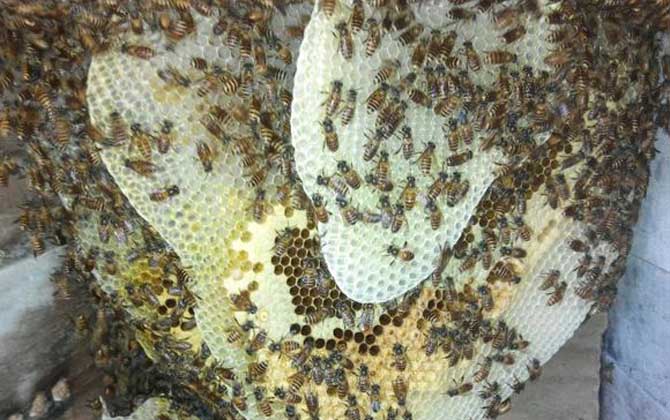 蜜蜂是“釀造師”,還是“建造師”,筑巢技術堪稱“鬼斧神工”! 蜂巢