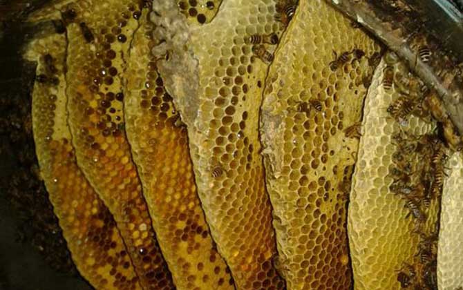 蜜蜂是“釀造師”,還是“建造師”,筑巢技術堪稱“鬼斧神工”! 蜂巢