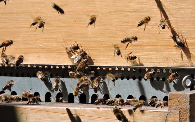 蜜蜂喂白糖就是在摻假?真相未必如此,千萬別聽外行人道聽途說! 蜜蜂