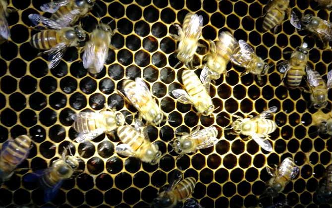 蛋群是怎樣煉成的?養蜂不注意這些問題,強群也可能被養成蛋群! 養蜂