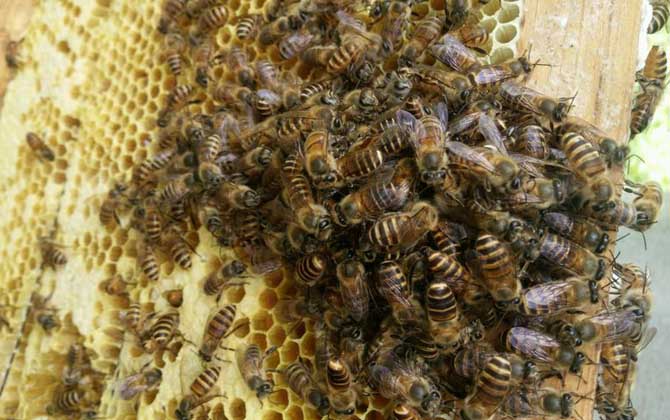 蛋群是怎樣煉成的?養蜂不注意這些問題,強群也可能被養成蛋群! 養蜂