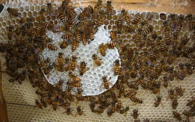 蛋群是怎樣煉成的?養蜂不注意這些問題,強群也可能被養成蛋群! 養蜂