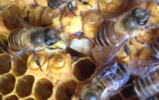 200只工蜂,1只蜂王,若這些條件都具備,也有機(jī)會(huì)發(fā)展成強(qiáng)群! 養(yǎng)蜂